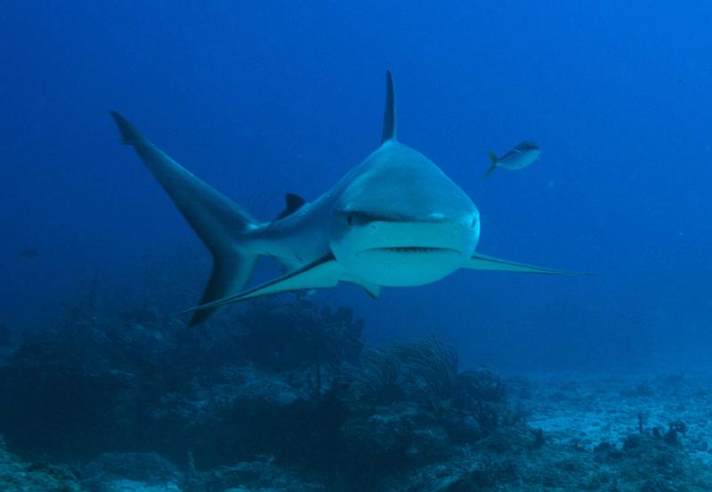 St Martin Proselyte shark sept 2007_8.jpg